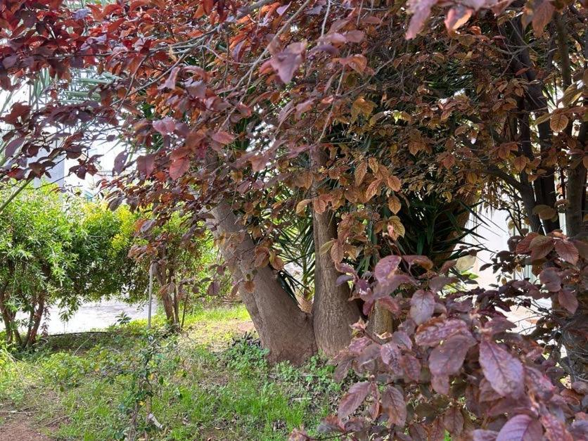 巴里Giardino A Mare公寓 外观 照片